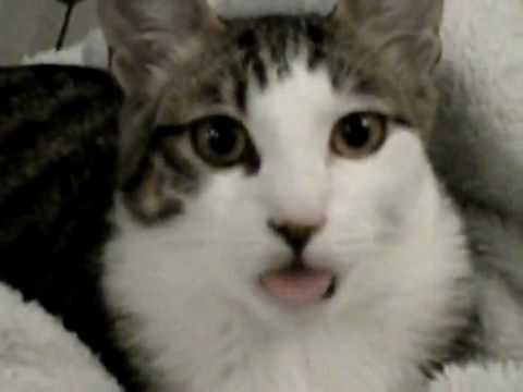 Youtube: Weird Cat Licking The Air!