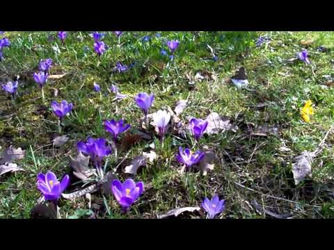 Youtube: Gamla Moder Jord (Nach langer Nacht) Schwedisches Frühlingslied - Cantalino Jugendchor Bernburg