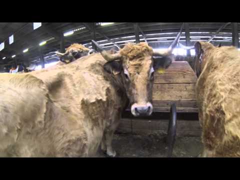 Youtube: Dramatic cow