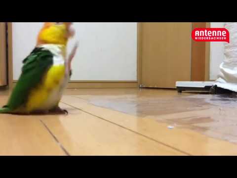 Youtube: Papagei marschiert zum Niedersachsenlied