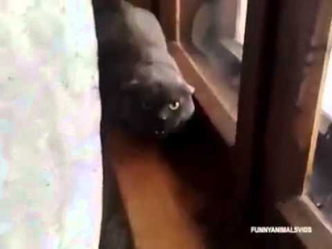 Youtube: Angry Cats/Aggressive Katzen