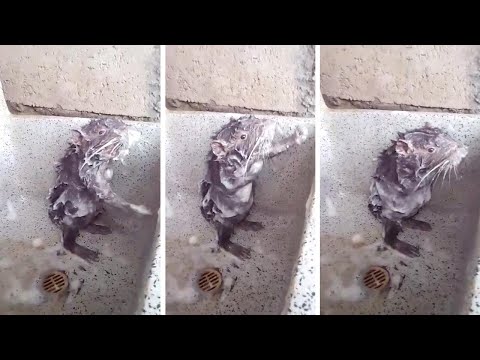 Youtube: Bizarre Rat Washes Itself Like Human