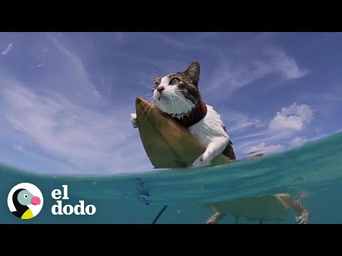 Youtube: A este gato le encanta surfear con sus padres | El Dodo