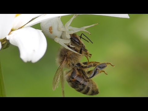Youtube: Flower crab spider catches bee. Veränderliche Krabbenspinne fängt Biene.
