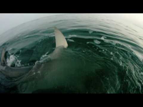 Youtube: Best Shark Attack Video