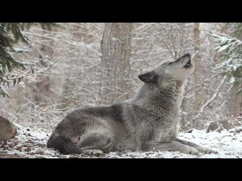 Youtube: Wolf's Sweet Voice Inspires 50 Wolves to Howl