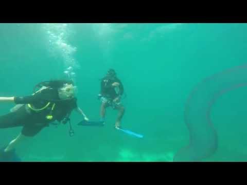 Youtube: Diving with a Squid Egg Mass