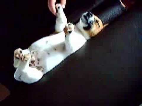 Youtube: Cute Jack Russell puppy