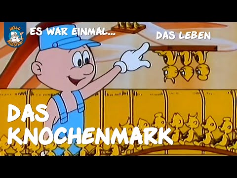 Youtube: Das Knochenmark (Es war einmal... das Leben | Ausschnitt)