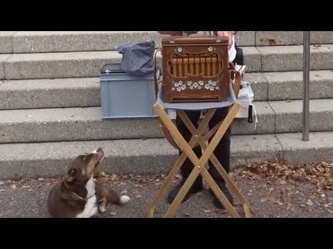 Youtube: Guete Sunntig mitenand - gespielt von Albert Weiss auf seiner Bakker Drehorgel in CH-Oetwil am See