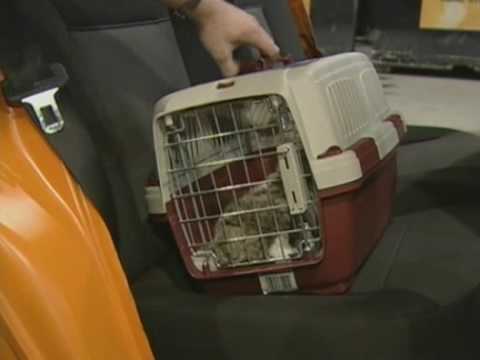 Youtube: ADAC (20080407) Tiertransporte im Auto HQ