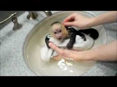 Youtube: Capuchin Monkey Frankie Takes a Bath