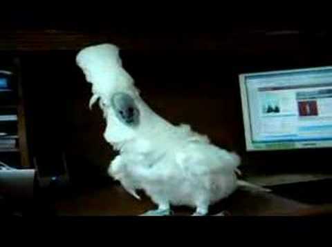 Youtube: Papagei steht auf Rock