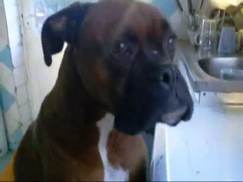 Youtube: Feed Meeee - By Joey The Boxer www.joeyslegacy.co.uk