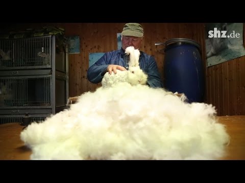 Youtube: Lebendige Wollknäuel: Hier werden Angorakaninchen geschoren