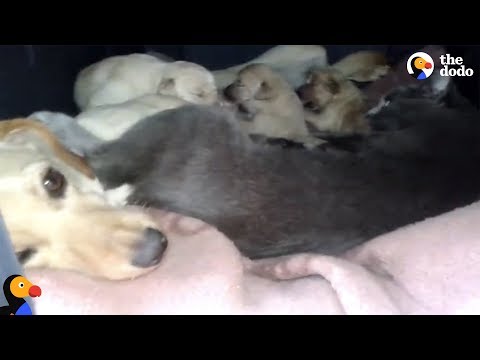 Youtube: Dog And Cat Share Shelter To Keep Their Babies Warm Together | The Dodo