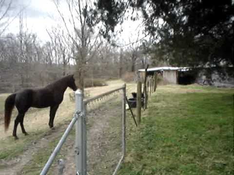 Youtube: Horse and dog play together.