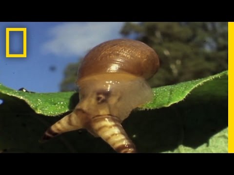 Youtube: Snail Zombies | National Geographic