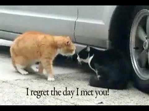 Youtube: Cheating Cat