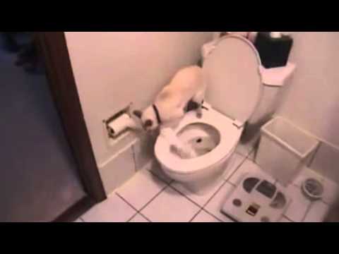 Youtube: Katze geht auf´s Klo mit Toilettenpapier und spülen