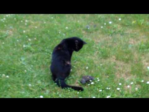 Youtube: Katze fängt Vogel