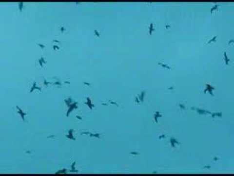 Youtube: A (huge) Flock of Seagulls