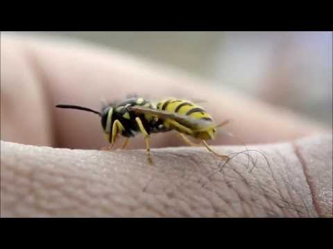 Youtube: Wasp cleaning itself, Vespula Germanica - Chile