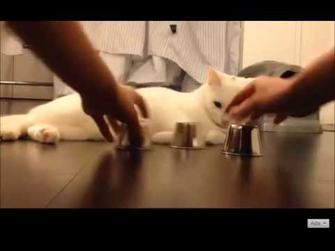 Youtube: Katze beim Hütchenspiel