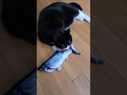 Youtube: Flippity  fish