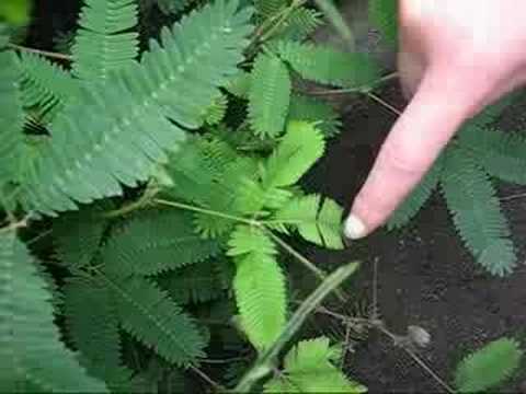 Youtube: Mimosa Pudica