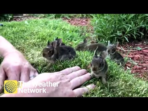 Youtube: Man coaxes nest of 6 cute baby bunnies out from his garden