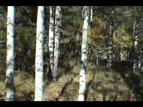 Youtube: Colorado's Yellow Top Bigfoot - AMAZING FOOTAGE!