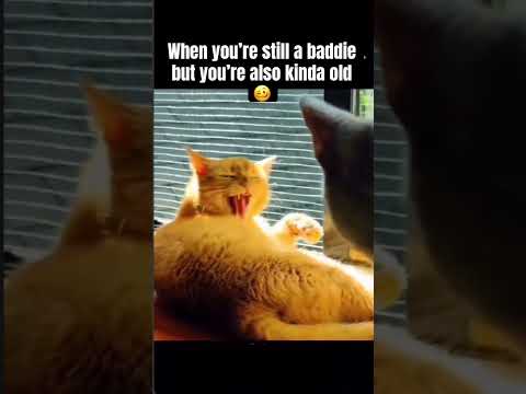 Youtube: The truth hurts 😂 #cat #kitten #petcareprovider #yourcat #yourpet #catshorts