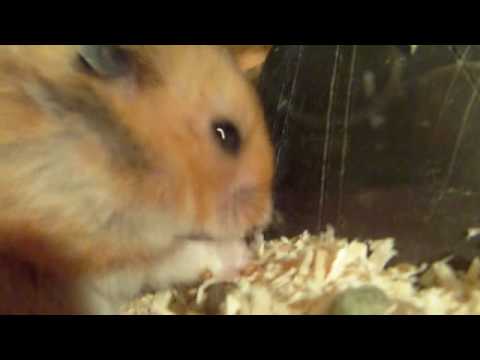 Youtube: Goldhamster mit Mehlwurm