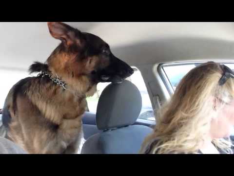Youtube: German Shepherd suddenly realizes he is at the vet