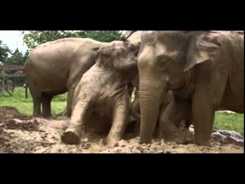 Youtube: The Elephant Whisperer: Lek Chailert