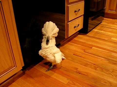 Youtube: umbrella cockatoo going mad in kitchen floor. but a happy bird