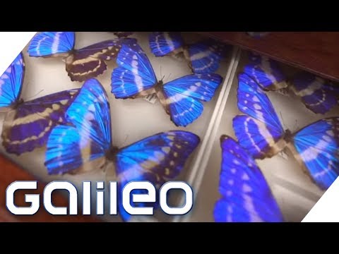 Youtube: Das größte Museum der Welt | Galileo | ProSieben