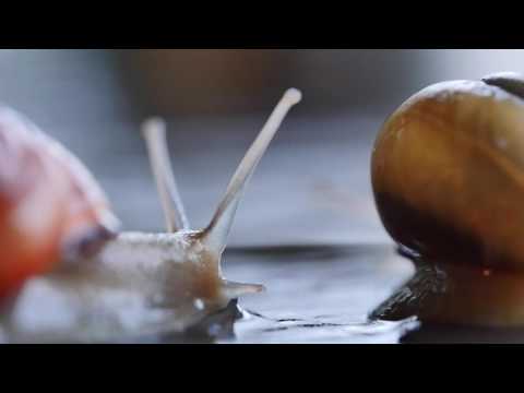Youtube: Snails Macro - oder woher "Stielaugen machen" kommt