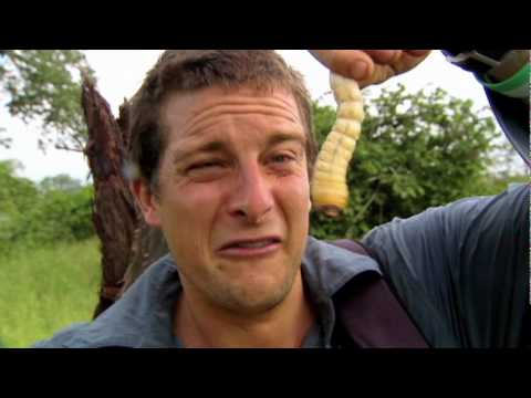 Youtube: Bear Eats: Beetle Larva