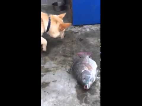 Youtube: Dog Tries To Save Fish Out Of Water