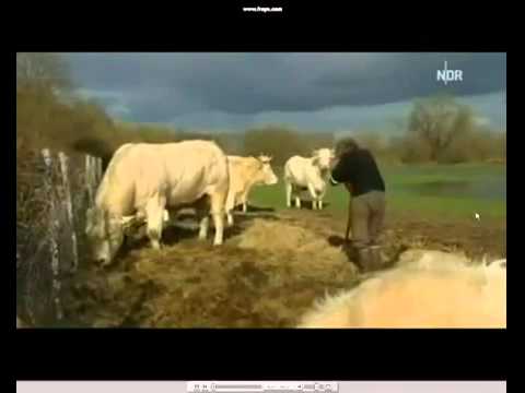 Youtube: Hermann und das liebe Vieh