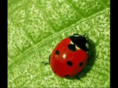Youtube: WIZO - Ein Roter Käfer