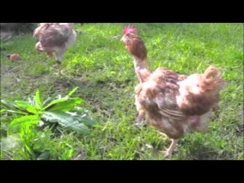 Youtube: Ex Battery Hens First Moments of Freedom