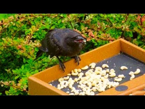 Youtube: Ein Mädchen fütterte jahrelang Krähen, wie sie ihr gedankt haben ist unglaublich!