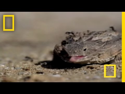 Youtube: Blood Squirting Lizard | National Geographic
