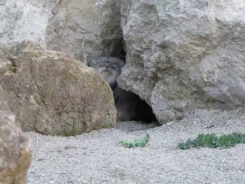 Youtube: Pallas cat - Otocolobus manul