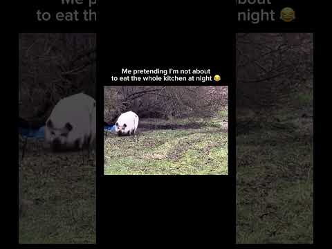 Youtube: Follow for music, memes & unexpected fun! #relatableaf #nighteating#foodlover