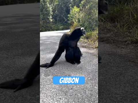 Youtube: Gibbon – Der Dschungel-Opernsänger mit Tarzan-Gen
