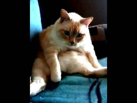 Youtube: Katze hat Schluckauf und Furzt gleichzeitig